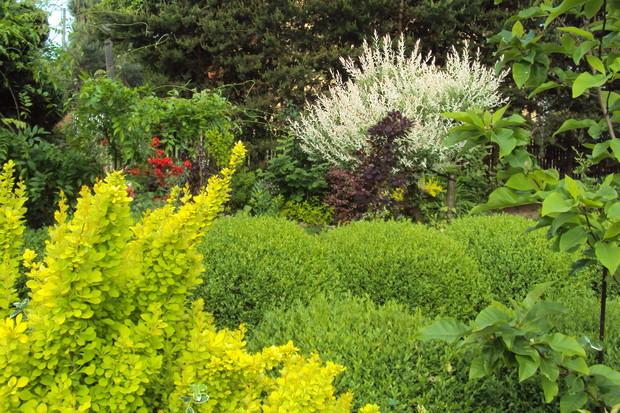 kolory lata i bukszpany wzdłuż chodnika
