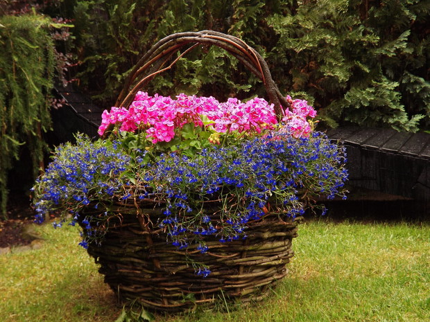 Kosz z winobluszczu, to ja je samodzielnie wyplatam. Takie kosze z naturalnych materiałów pasują do każdego stylu ogrodu.