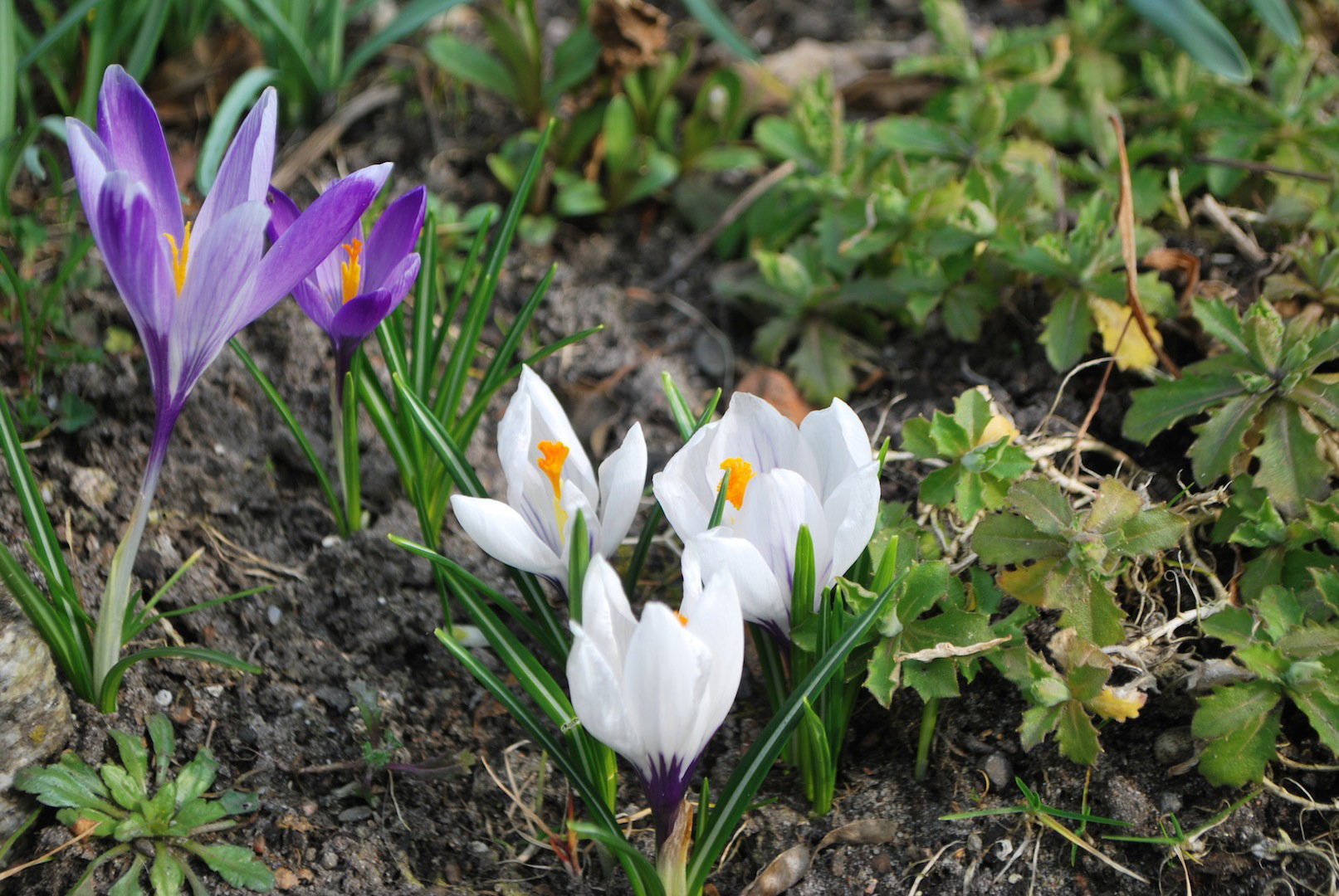 Krokusy oraz szafrany pospolite (zdj.: Fotolia.com)