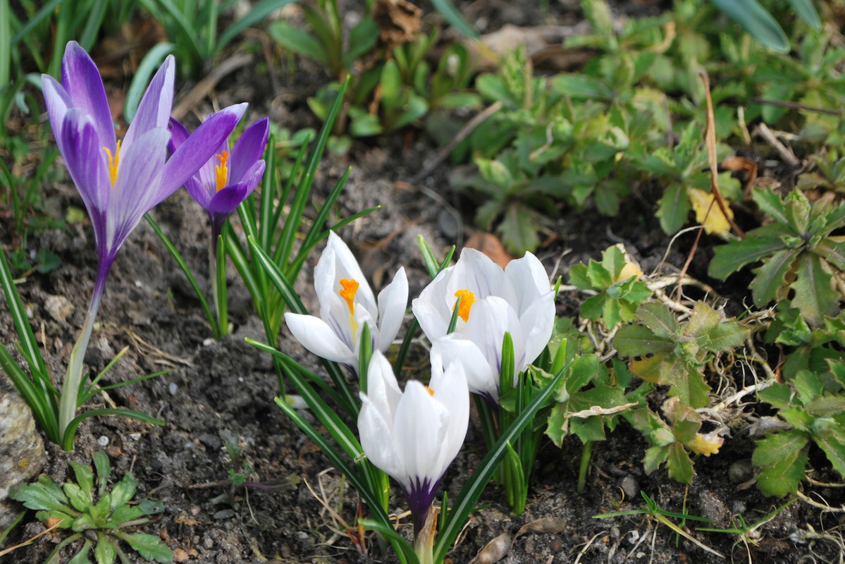 Krokusy oraz szafrany pospolite (zdj.: Fotolia.com)