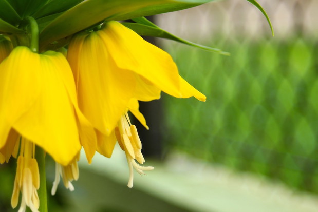 Kwiaty wyjątkowej szachownicy cesarskiej (zdj.: Fotolia.com)