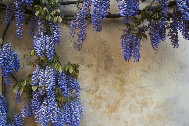 Kwitnąca glicynia to jedna z najbardziej urodziwych roślin pnących (zdj.: Fotolia.com)