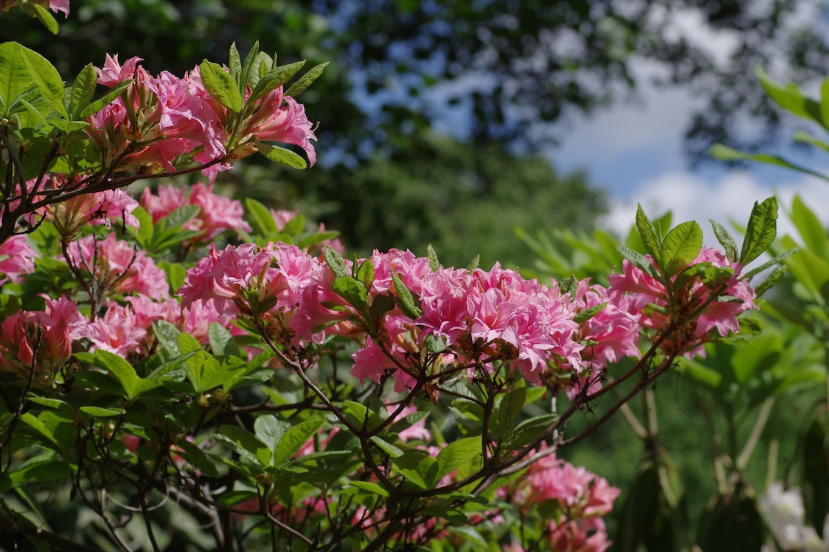Kwitnące azalie nie mają sobie równych na letnich rabatach (zdj.: Fotolia.com)