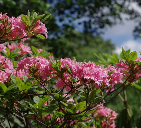 Kwitnące azalie nie mają sobie równych na letnich rabatach (zdj.: Fotolia.com)