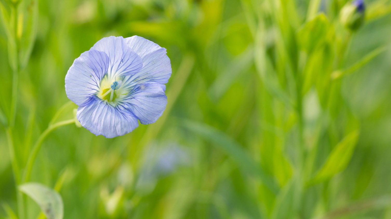 Len zwyczajny Linum usitissimum (zdj.: Fotolia.com)