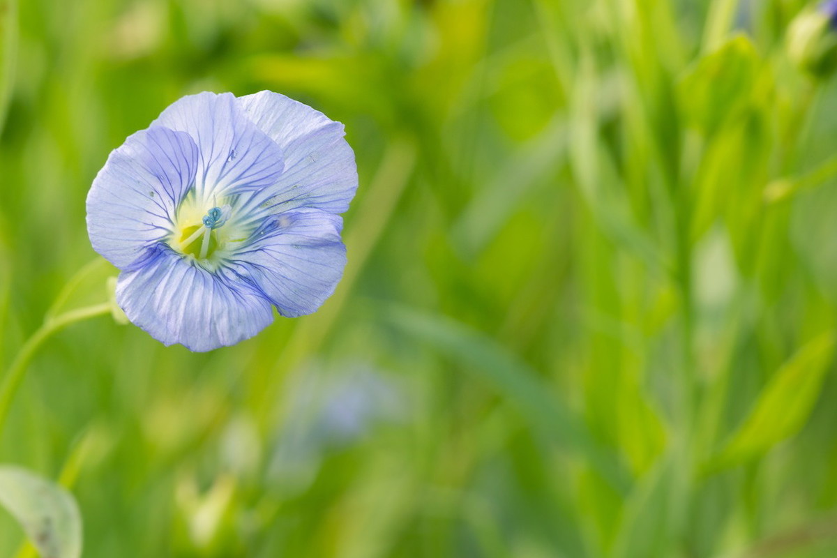 Len zwyczajny Linum usitissimum (zdj.: Fotolia.com)