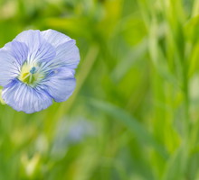 Len zwyczajny Linum usitissimum (zdj.: Fotolia.com)