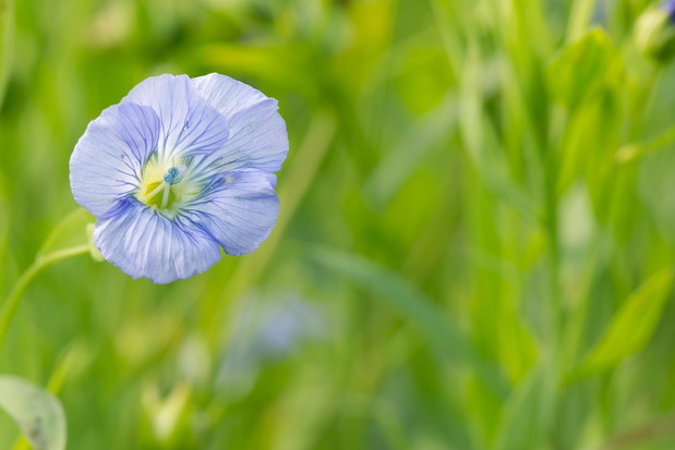 Len zwyczajny Linum usitissimum (zdj.: Fotolia.com)