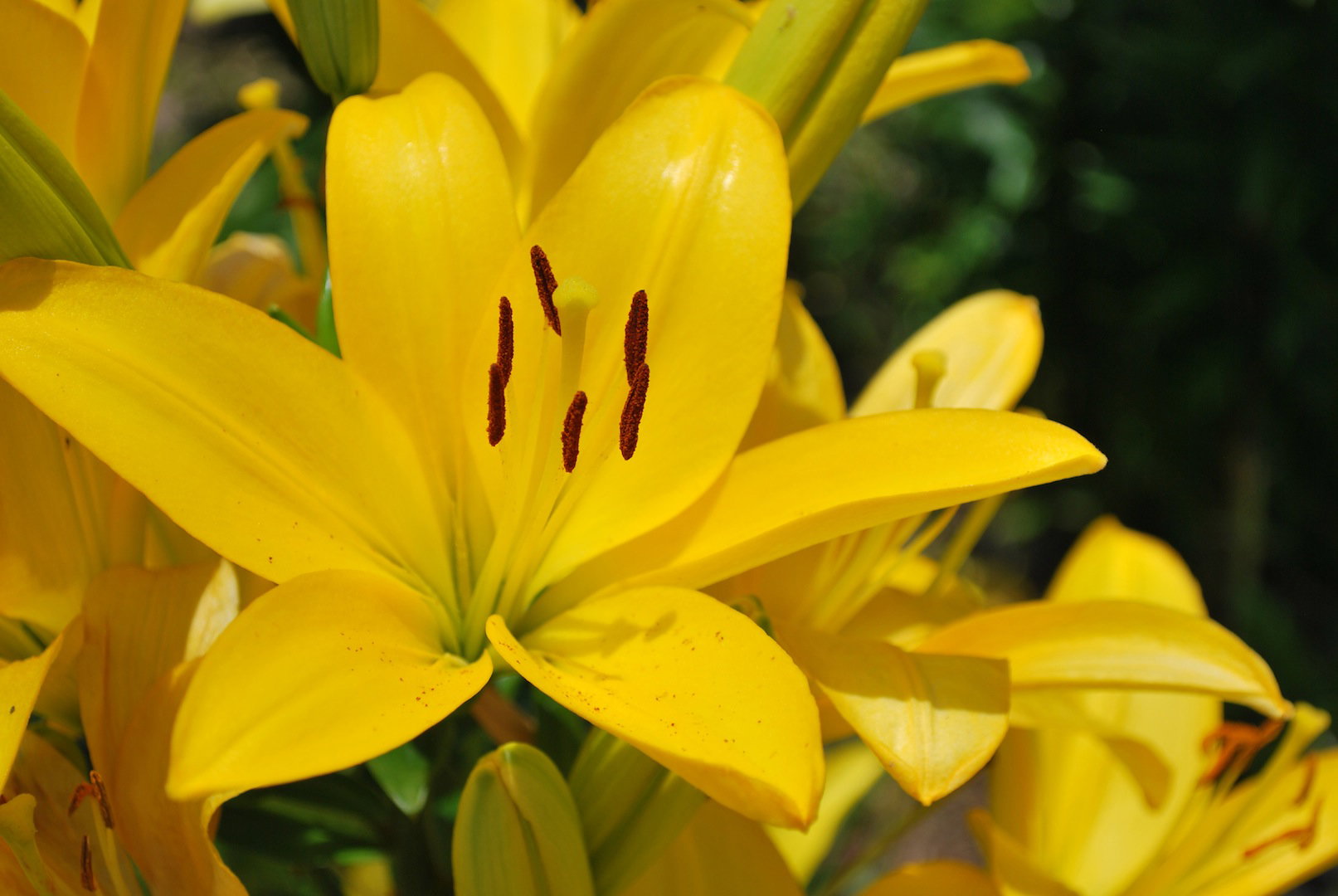 Liliowiec Lilium (zdj.: Fotolia.com)