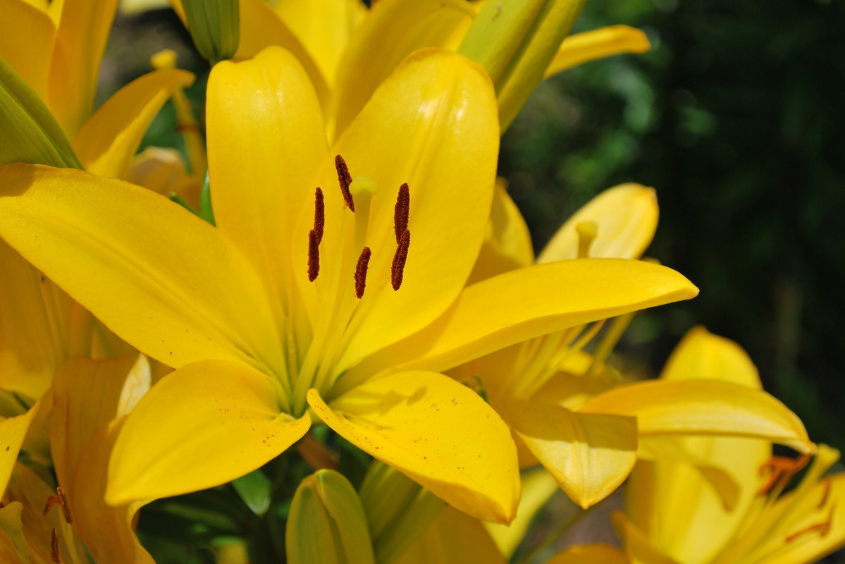 Liliowiec Lilium (zdj.: Fotolia.com)