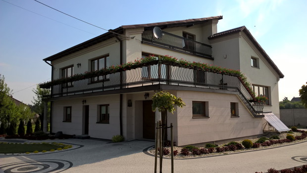 Mala plantacja pelargonii