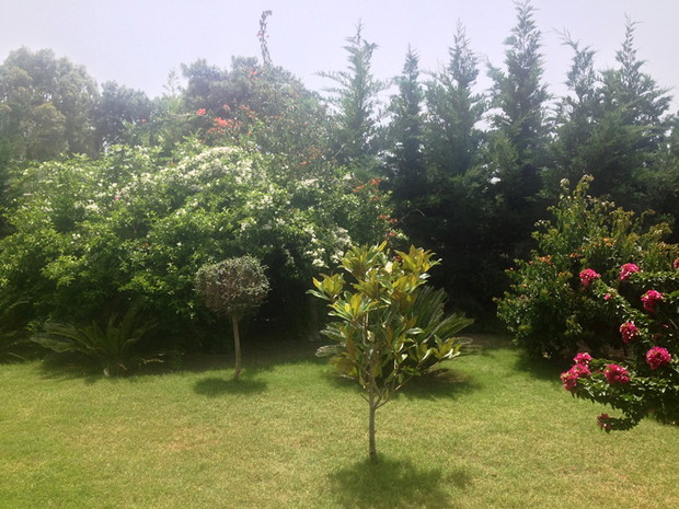 Male drzewko magnoli.