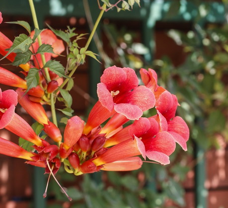 Milin Campsis (zdj.: Fotolia.com)