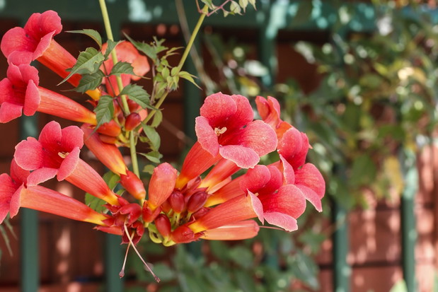 Milin Campsis (zdj.: Fotolia.com)