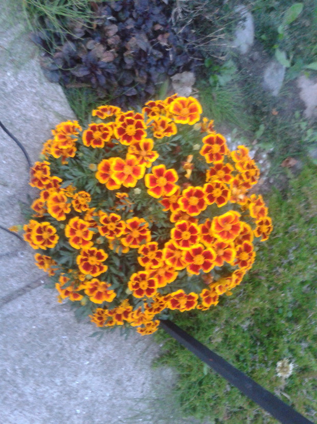 mój ulubiony kolor śmierdziuchów motylkowy