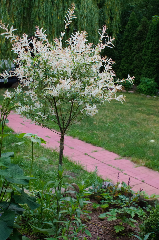 Moja ulubienica, wierzba ‘Hakuro nishiki’ wyjątkowo dekoracyjna.