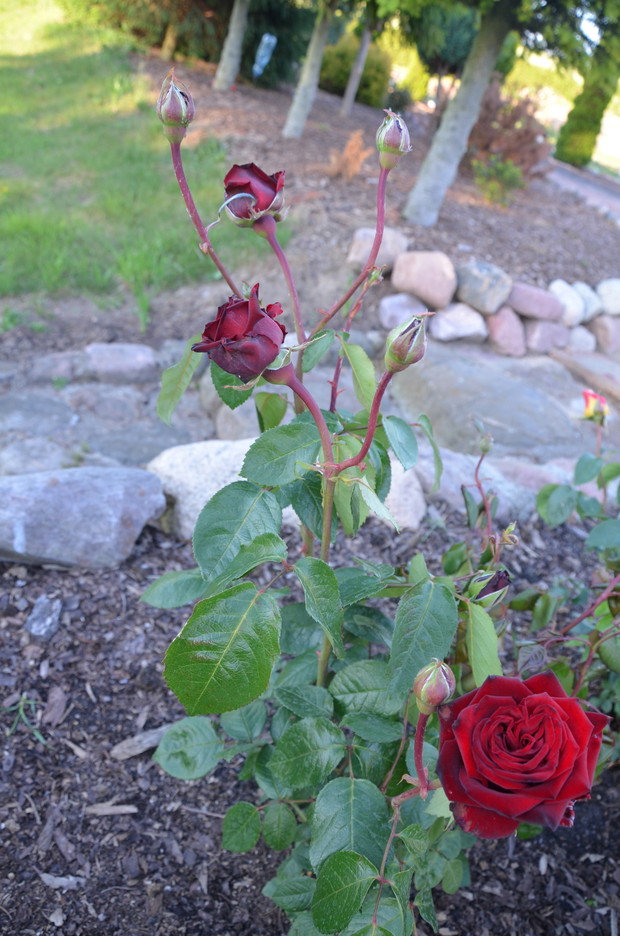 Moje  róże , dopiero zaczynają kwitnąć :)