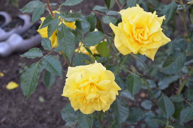 Moje różyczki o nazwie  " FREZJA "