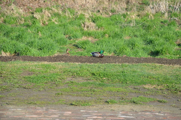 Moje żywe ozdoby siedzą sobie na moim podwórku :)