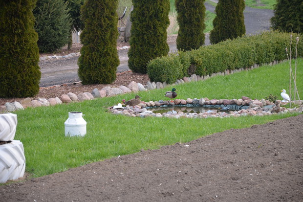 Moje żywe ozdoby :)