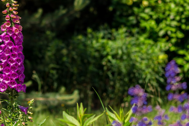 Naparstnica Digitalis (zdj.: Fotolia.com)