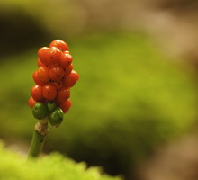 Obrazki Plamiste Arum maculatum (zdj.: Fotolia.com)