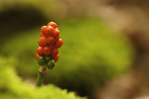 Obrazki Plamiste Arum maculatum (zdj.: Fotolia.com)
