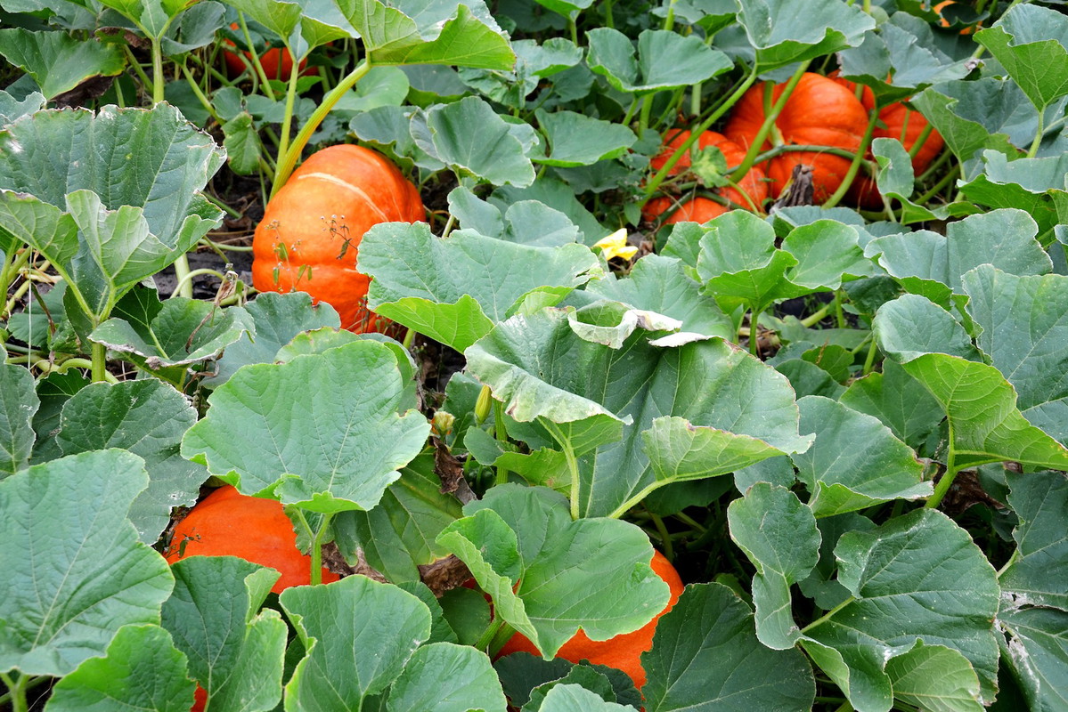 Odpowiednia pielęgnacja gwarantuje dorodne dynie nawet w przydomowym warzywniku (zdj.: Fotolia.com)