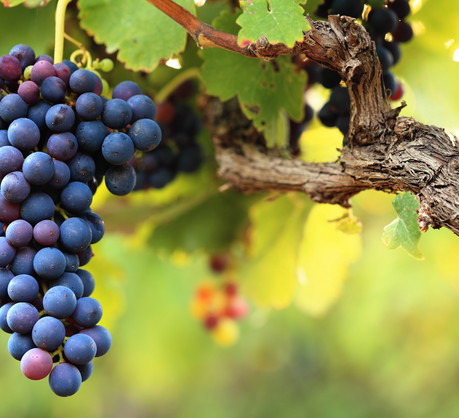 Odpowiednie przycinanie pędów winogrona to jeden z podstawowych zabiegów poprawiających rozwój owoców (zdj.: Fotolia.com)