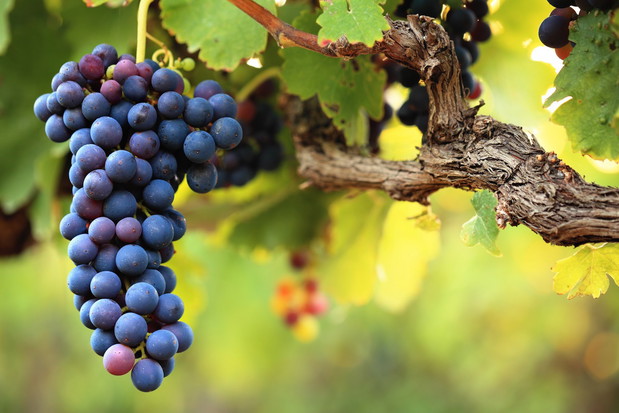 Odpowiednie przycinanie pędów winogrona to jeden z podstawowych zabiegów poprawiających rozwój owoców (zdj.: Fotolia.com)