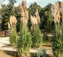 Odpowiednio wyhodowana i prowadzona trawa pampasowa będzie ozdobą każdego ogrodu niezależnie od zastosowanego stylu (zdj.: Fotolia.com)