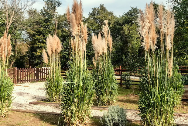 Odpowiednio wyhodowana i prowadzona trawa pampasowa będzie ozdobą każdego ogrodu niezależnie od zastosowanego stylu (zdj.: Fotolia.com)