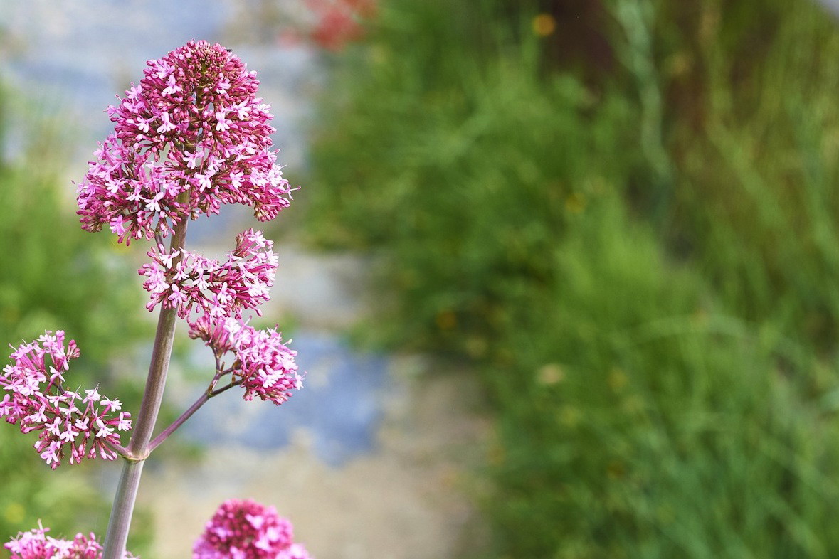 Ostrogowiec Centranthus (zdj.: Fotolia.com)