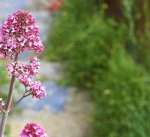 Ostrogowiec Centranthus (zdj.: Fotolia.com)