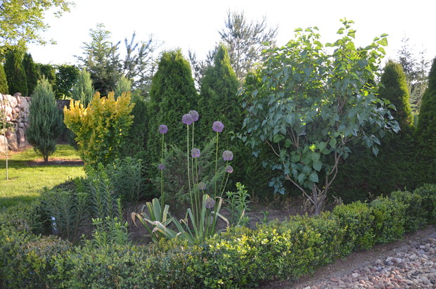 Ozdobny czosnek , a w tle wiąz , lilak i szpaler tui :)
