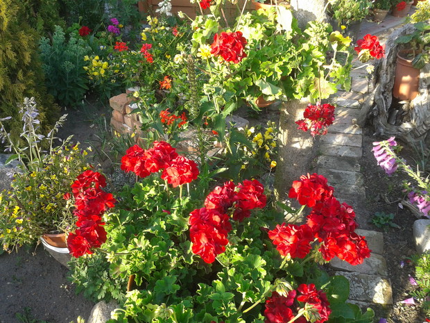 pelargonie które są pieszczone przez mamusie