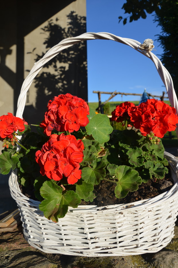 Pelargonie witają gości :)