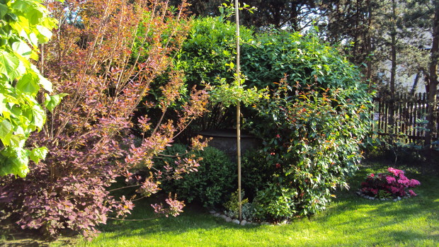 perułkowiec przed kwitnieniem