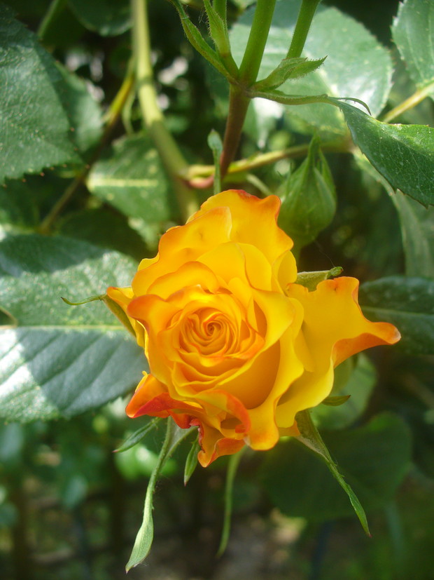 pierwsze róże zakwitają