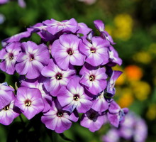 Płomyk wiechowaty Phlox paniculata (zdj.: Fotolia.com)