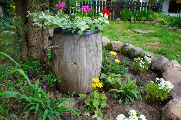 Pod starą tują nie wiele roślinek daje sobie radę ,ale są takie które daja radę .
