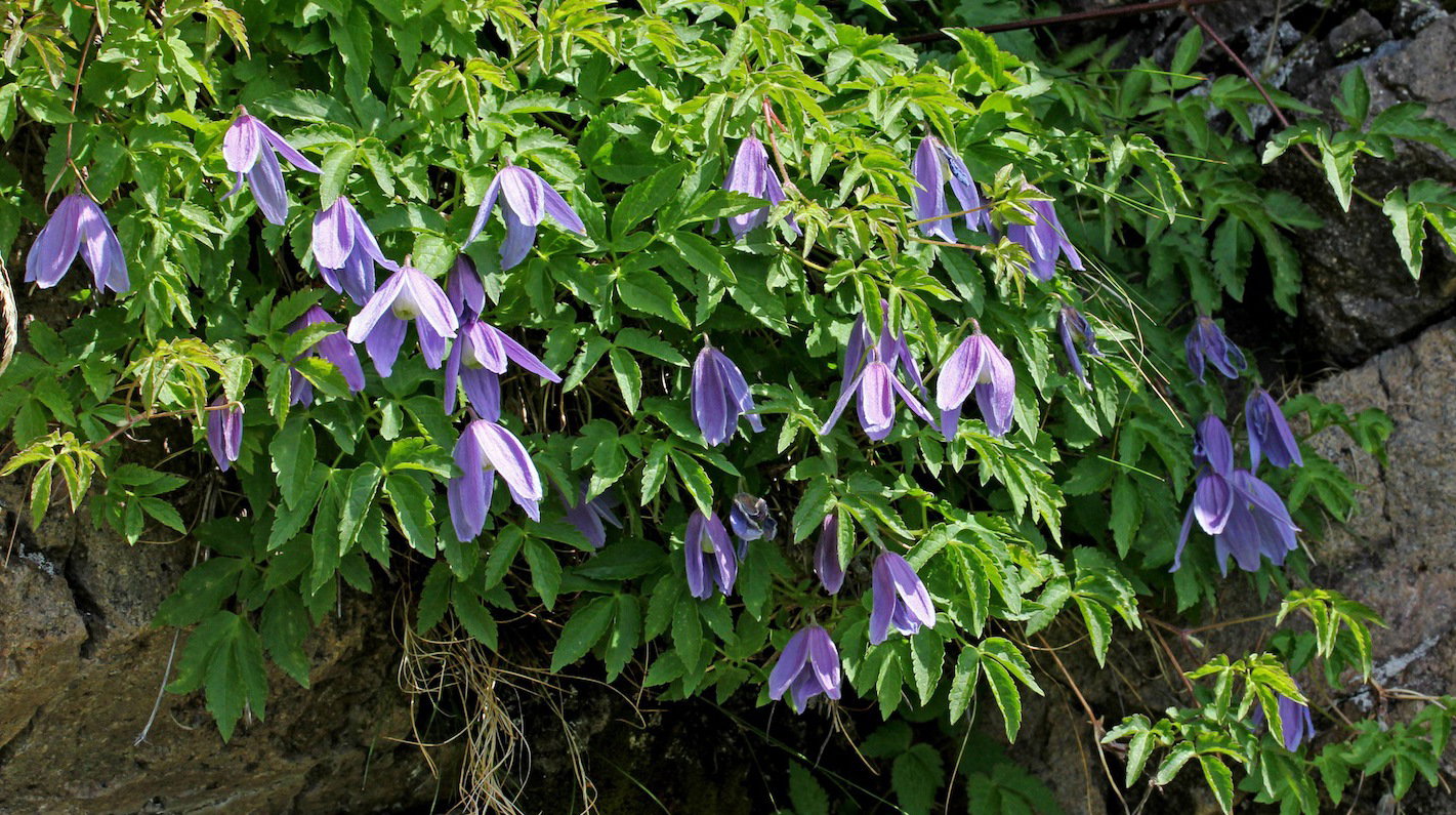 Powojnik alpejski (zdj.: Fotolia.com)