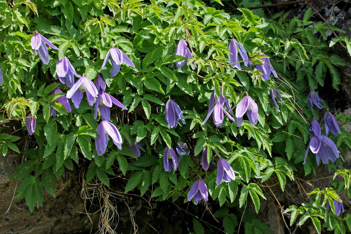 Powojnik alpejski (zdj.: Fotolia.com)