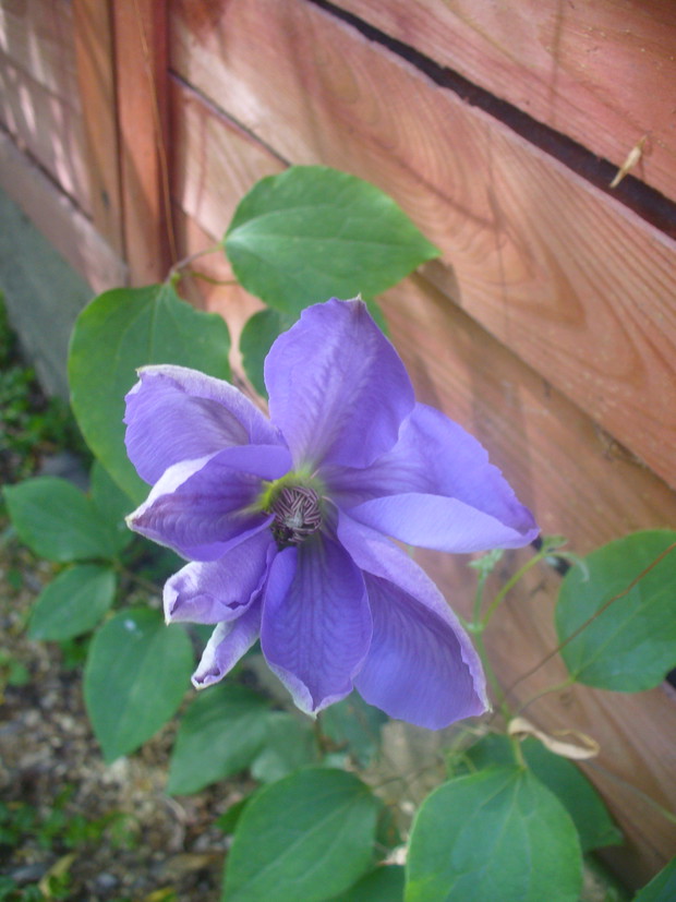 Powojnik Cholmondely