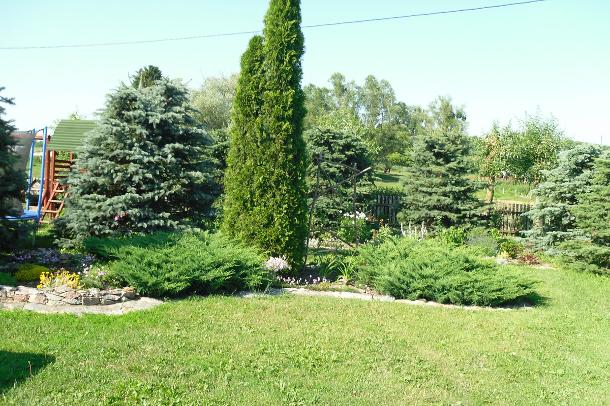 Rabaty wśród iglaków- część północna domu