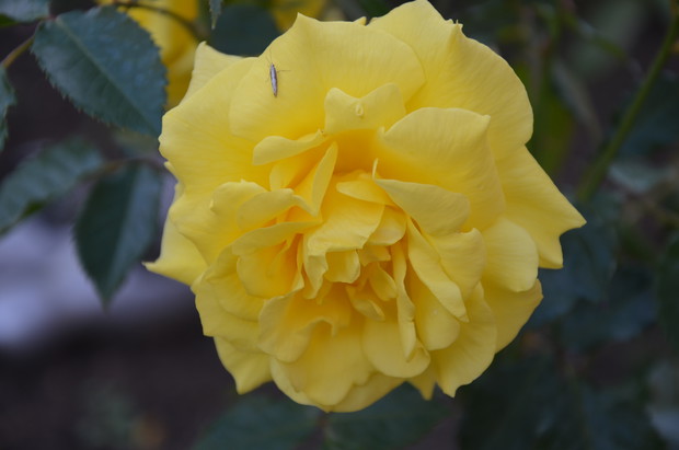 Róża  o wdzięcznej nazwie  ' Frezja "
