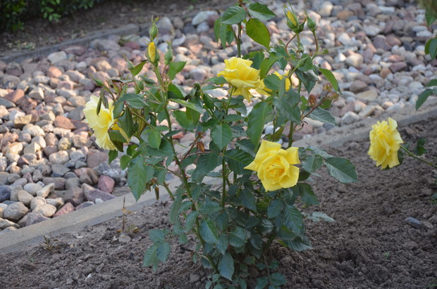 Róże  o nazwie  " frezie "