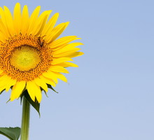 Słoneczniki wyglądają fantastycznie zarówno w ogrodzie jak i wazonie (zdj.: Fotolia.com)