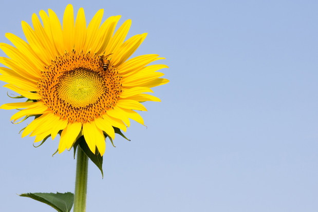 Słoneczniki wyglądają fantastycznie zarówno w ogrodzie jak i wazonie (zdj.: Fotolia.com)