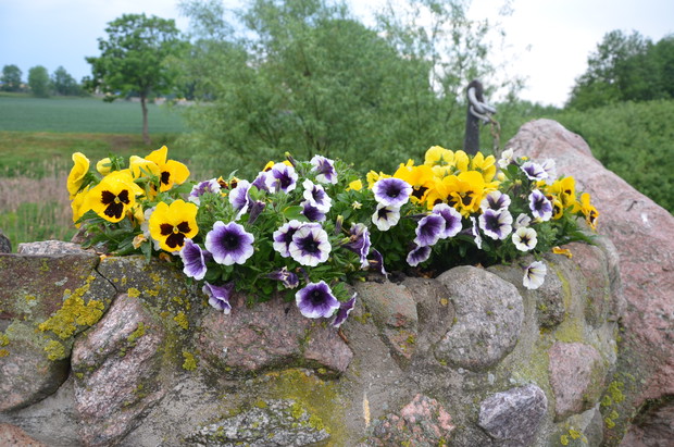 Surfinie z uśmiechniętymi bratkami :)